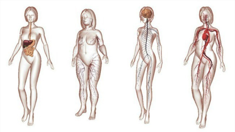 La Morfofisiologia